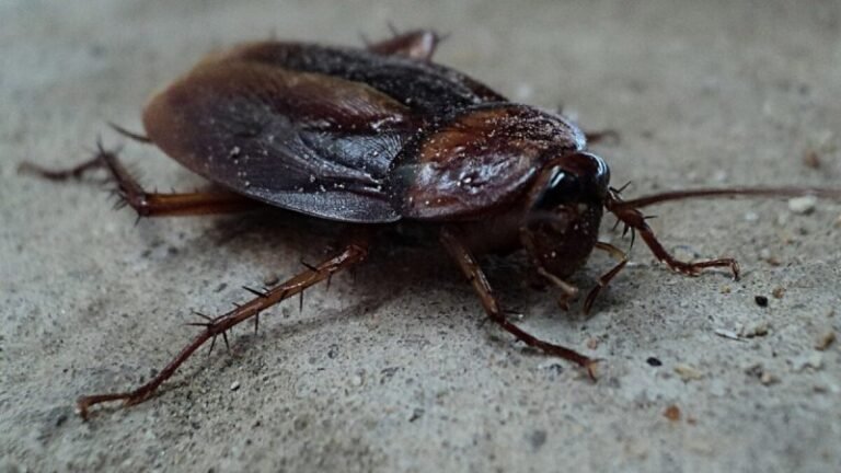 What Your Clermont Home Reveals to Pests Each Night