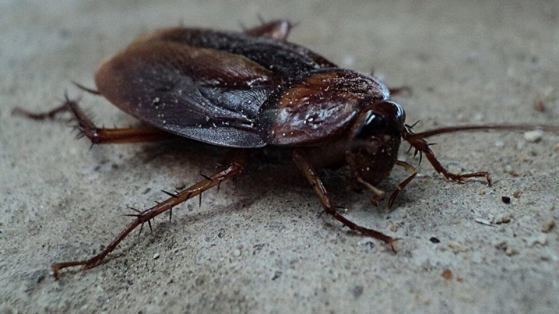 What Your Clermont Home Reveals to Pests Each Night
