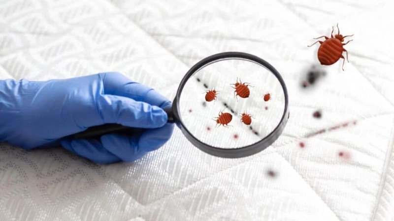 Bed Bug and Termite Prevention in Virginia Beach: Smart Pest Control Tips for Every Homeowner