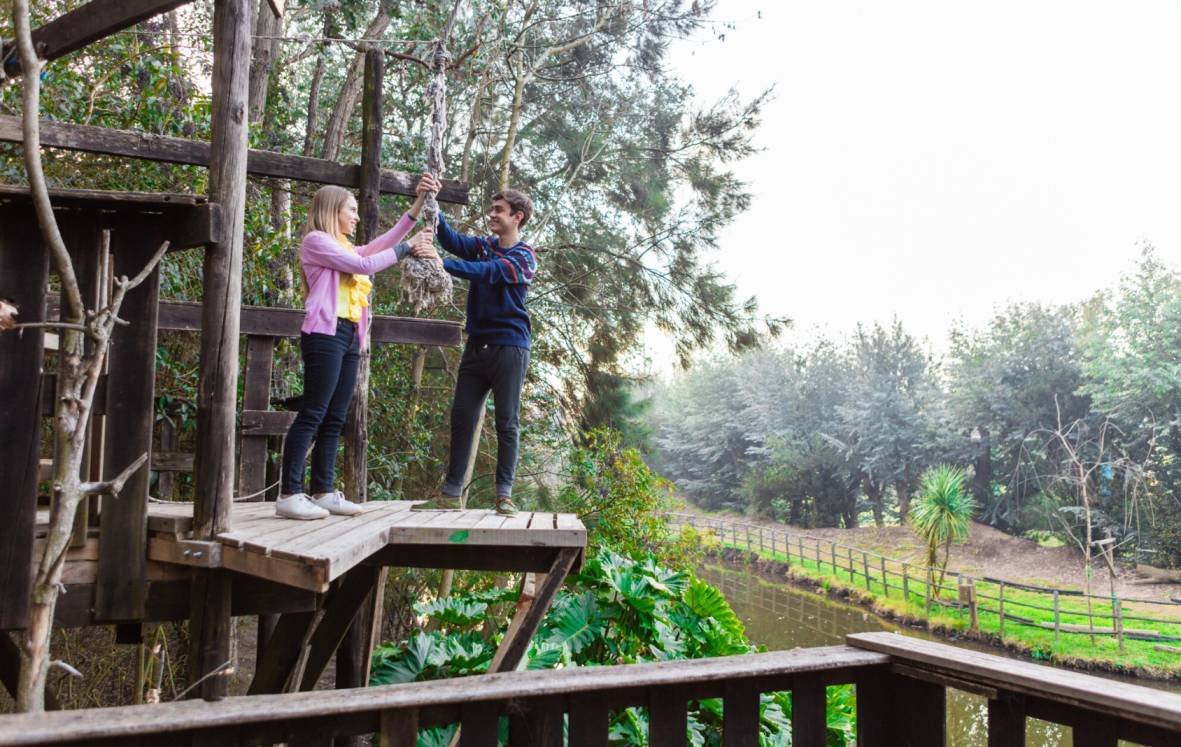 Tree Canopy Changes Around Your Home: Hidden Costs
